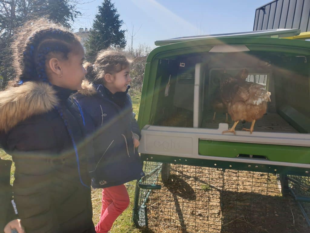 Poules © Guilaine Martin